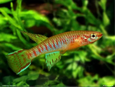 Aphyosemion elberti