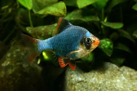 虎皮鱼