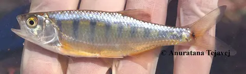 Opsarius infrafasciatus