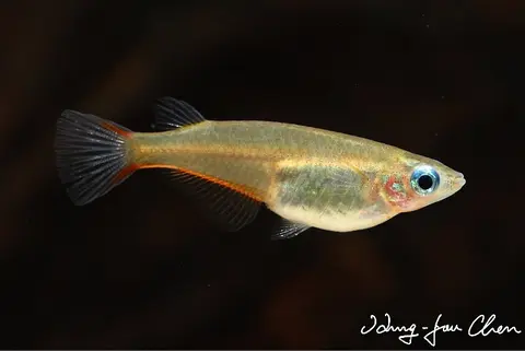 Oryzias woworae
