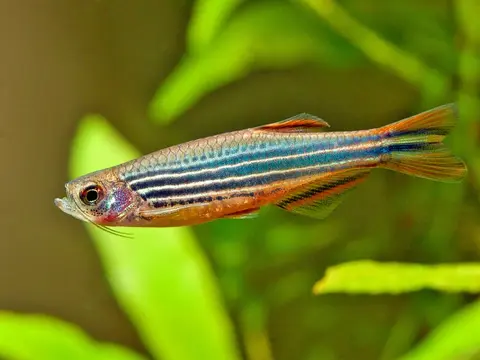 Danio kyathit