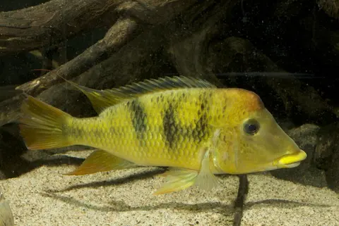 'Geophagus' pellegrini