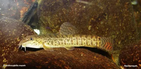 Acanthocobitis sinuata