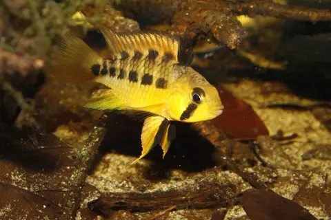 Apistogramma cinilabra