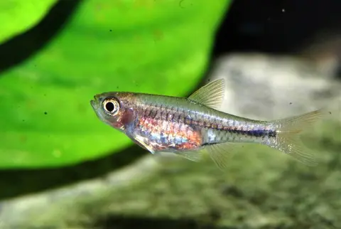Rasbora lacrimula