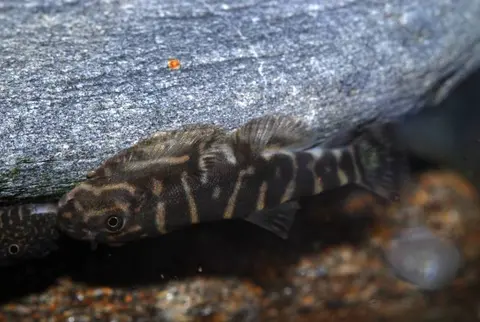 Gastromyzon zebrinus