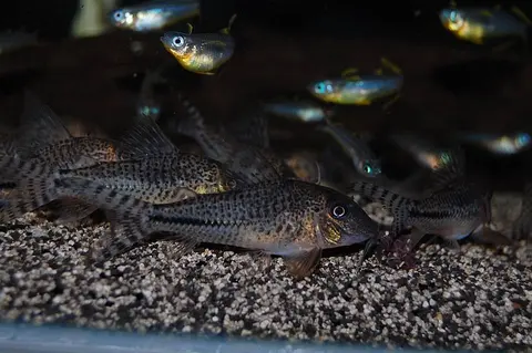 Corydoras sp.