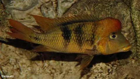 'Geophagus' pellegrini
