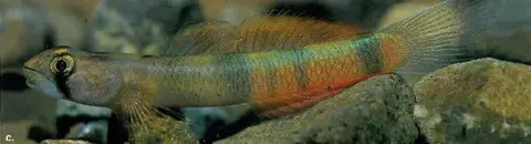 环带瓢眼鰕虎鱼