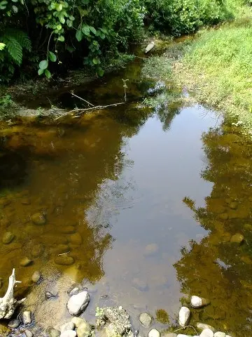 亚穆纳河无须魮