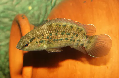 Badis assamensis