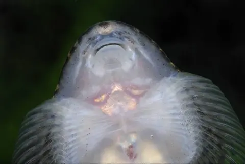 Sewellia sp. 'SEW02'