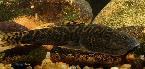 Sewellia elongata