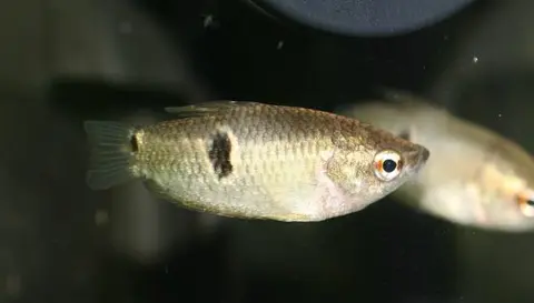 副棘鲷