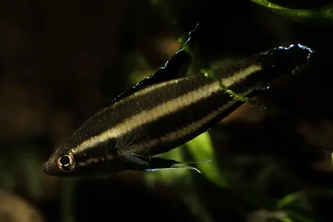 Parosphromenus sp. 'Sentang'