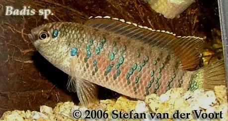 Badis tuivaiei