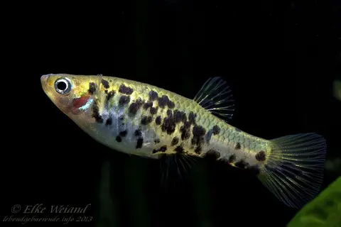 尾斑吉拉德食蚊鱼