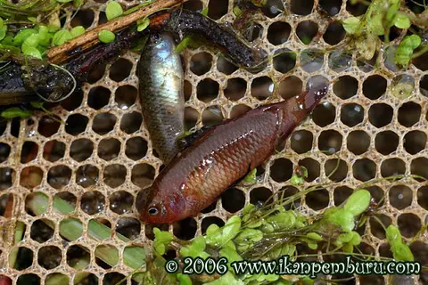 Dario dayingensis