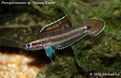 Parosphromenus allani