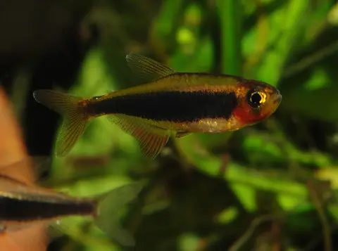 Tucanoichthys tucano