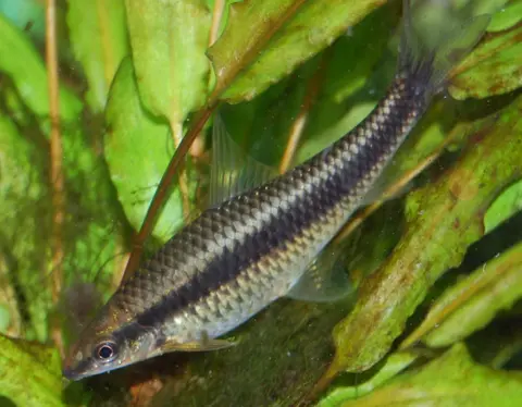 Crossocheilus atrilimes