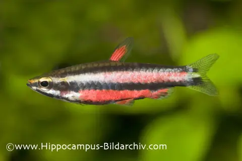 Nannostomus rubrocaudatus
