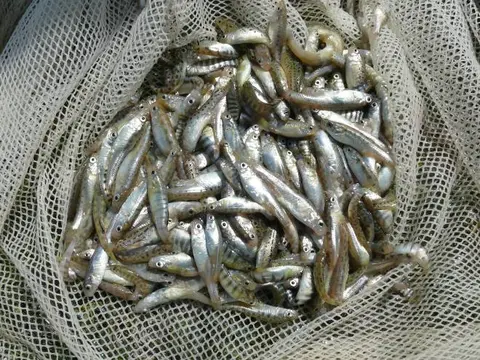 Anatolichthys saldae