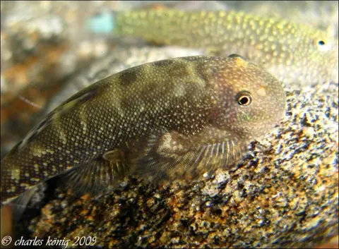 Gastromyzon farragus