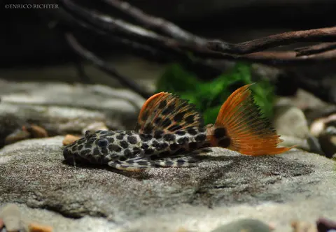 Pseudacanthicus cf. leopardus