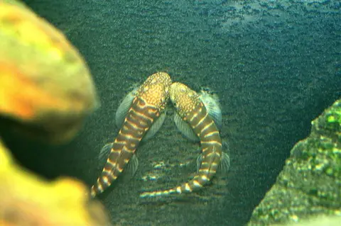 Erromyzon sp. 'ER02'