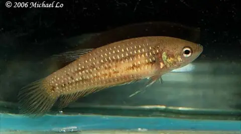 Betta mahachaiensis