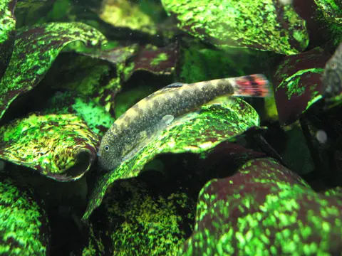 Gastromyzon farragus
