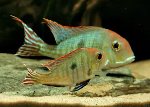 Geophagus sp. 'orange head'
