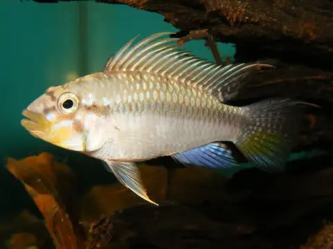 Apistogramma barlowi