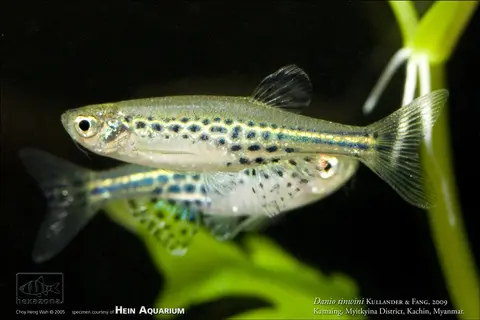 Danio tinwini