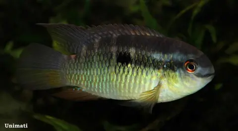 Laetacara fulvipinnis