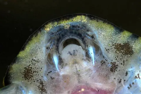思凡腹吸鳅