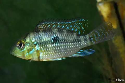 巴西珠母丽鱼