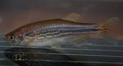 Danio dangila