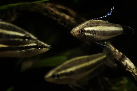 Parosphromenus sp. 'Sentang'