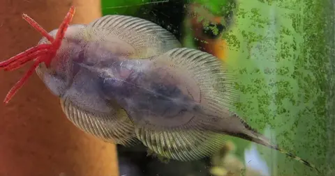 刺臀华吸鳅
