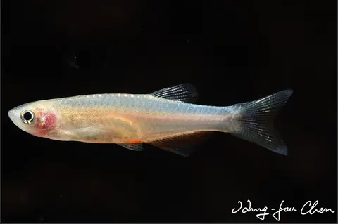 Danio roseus