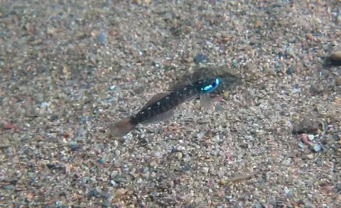 Stiphodon alcedo