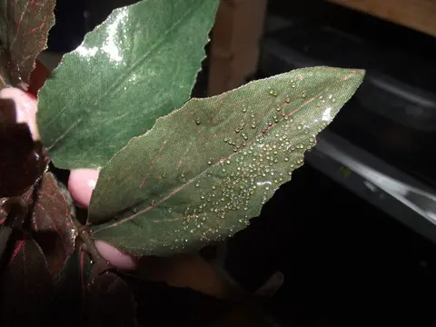 纳氏翘嘴脂鲤
