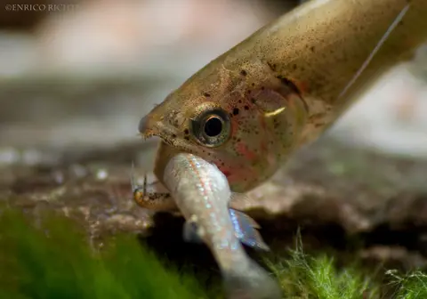 Hydrolycus armatus