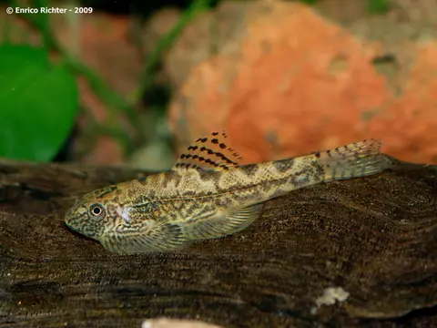 Sewellia sp. 'SEW02'