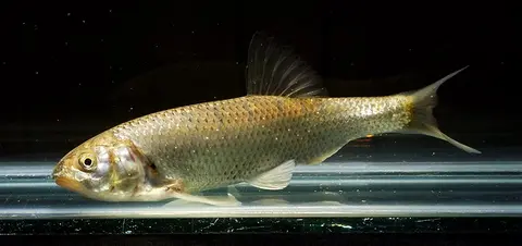 Barilius bendelisis