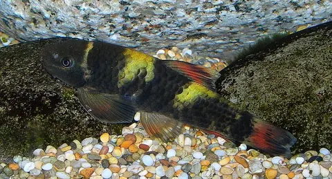 Garra flavatra