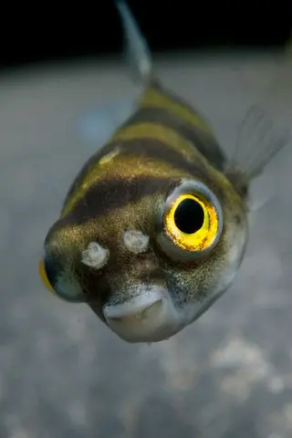 南美娃娃