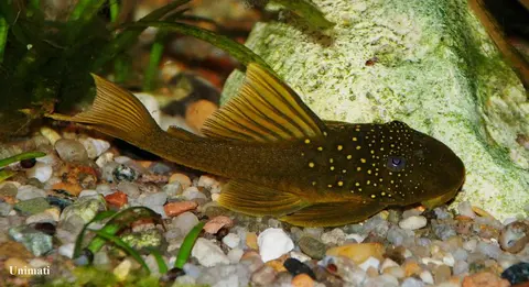 Baryancistrus demantoides